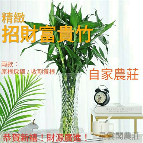 風水植物 擋煞|【掌握家居風水】用什麼植物可以擋煞？瞭解居家化煞。